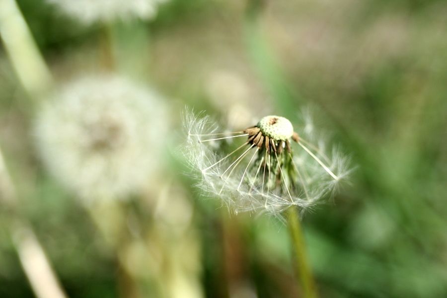 lac. Taraxacum officinale