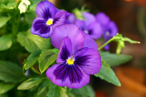 First products of EOS 40D with Tamron