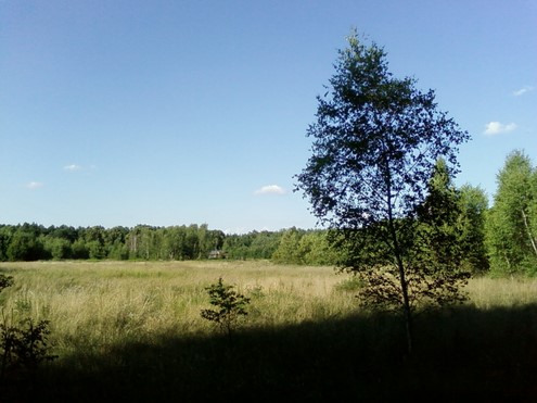 70km in the Kampinos forest