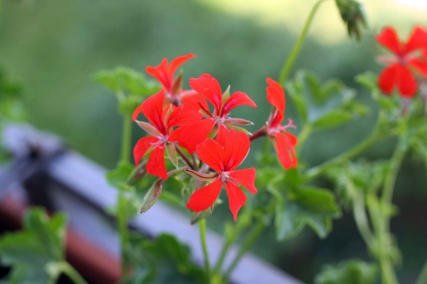 Canon EF 50mm f/1.8 II Test 2